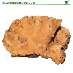 双皇冠17年老店野生松针层孔菌松树桑黄 黄芝1号重3.4斤全干包邮