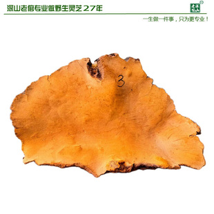 17年老店双皇冠信誉正宗天然野生松针桑黄灵芝松针层孔菌黄芝包邮