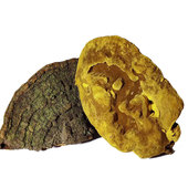 18年老店深山老倌正宗西藏野生桑树桑黄50年以上半斤黄芝灵芝 包邮