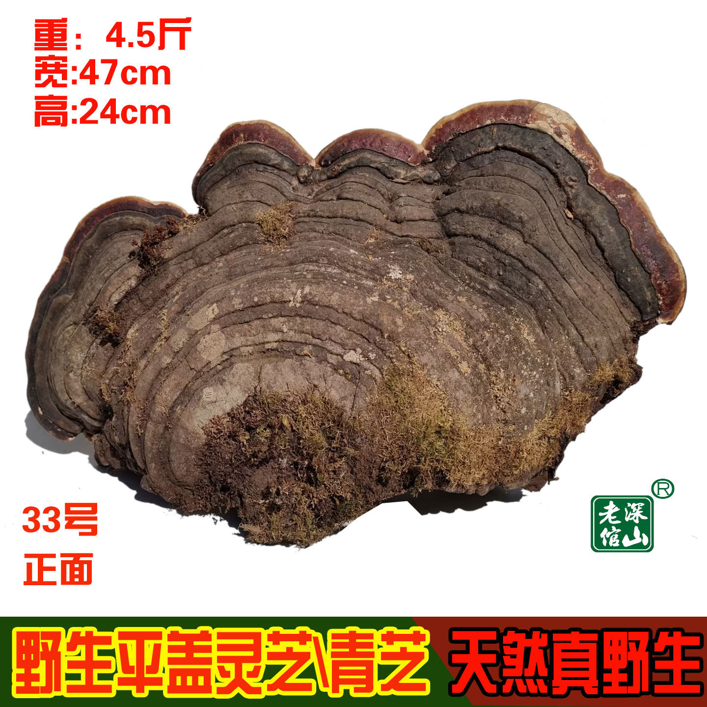18年老店正宗深山野生青芝红缘平盖灵芝33号重4.5斤今年新货包邮