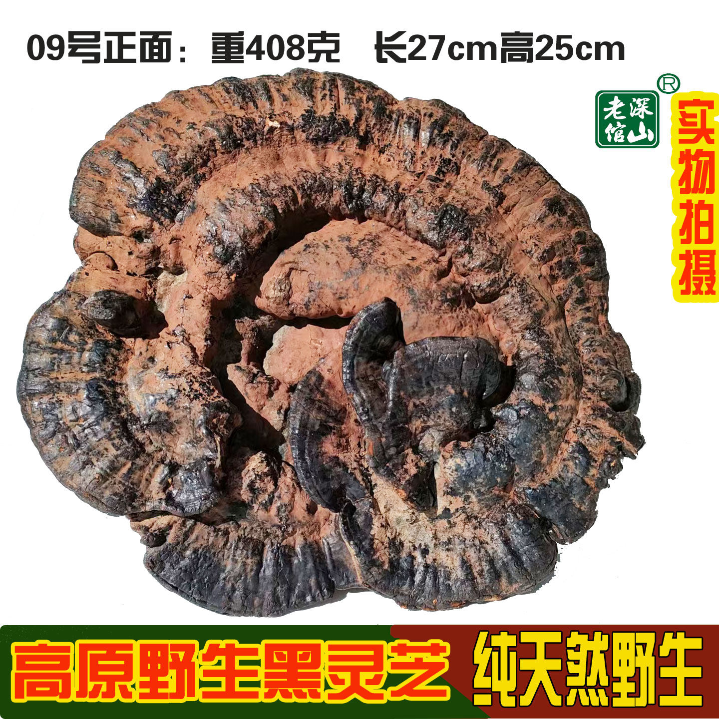 双皇冠特大级天然野生黑灵芝详情页实物图片黑芝紫芝整枝灵芝包邮