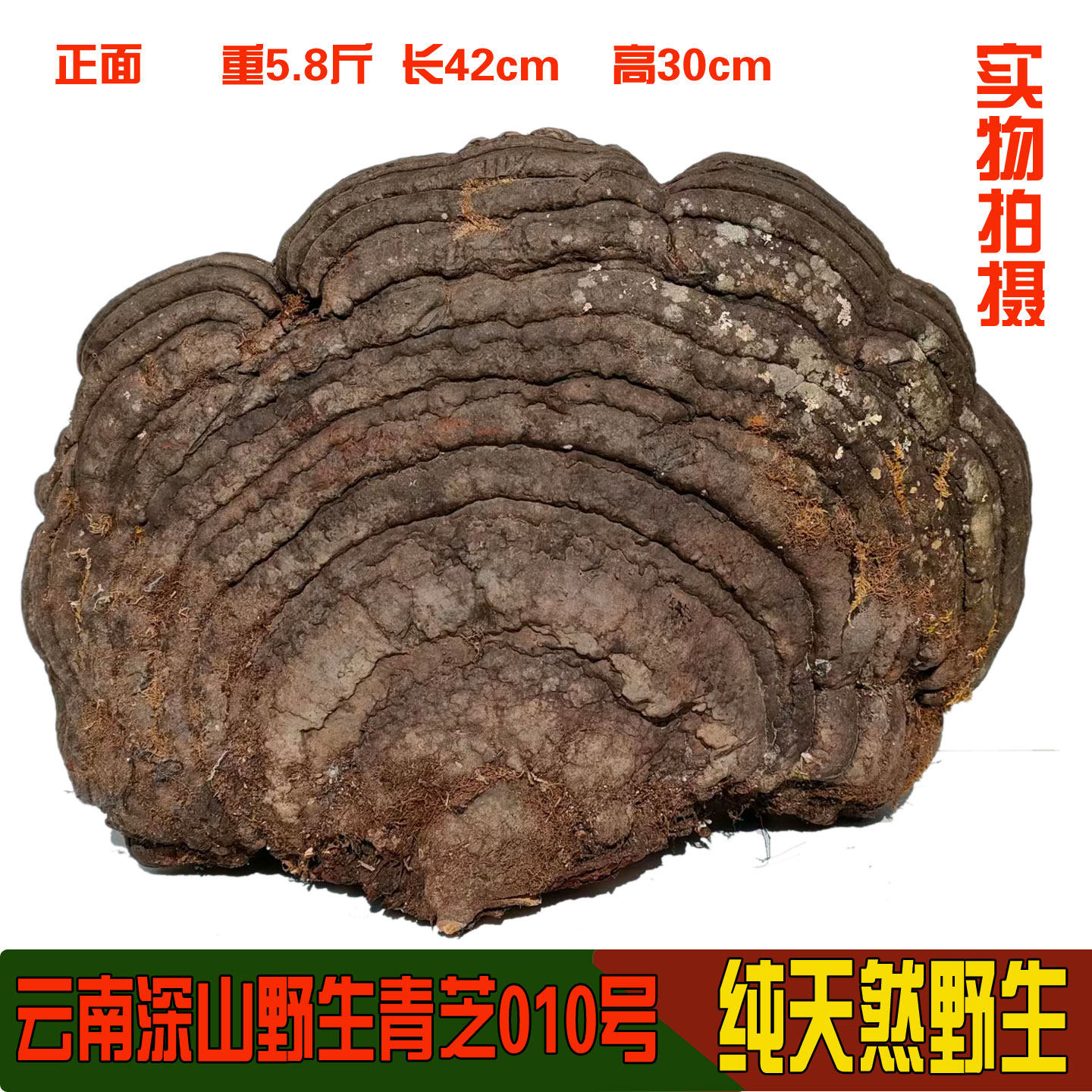 18年老店今年新货正宗野生青芝木灵芝平盖灵芝重多个野生灵芝包邮