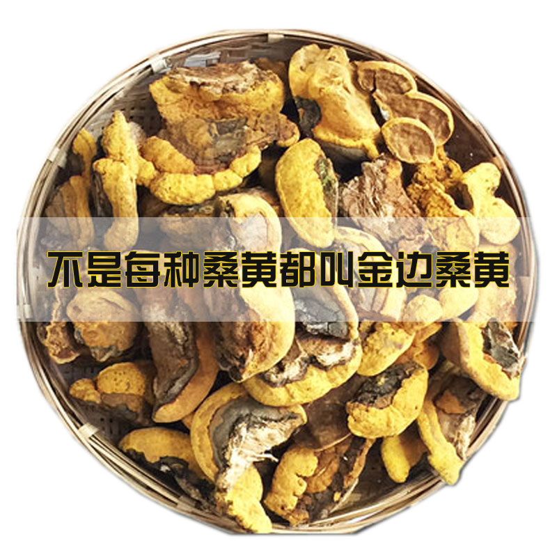 深山老倌金边森林今年新货桑黄