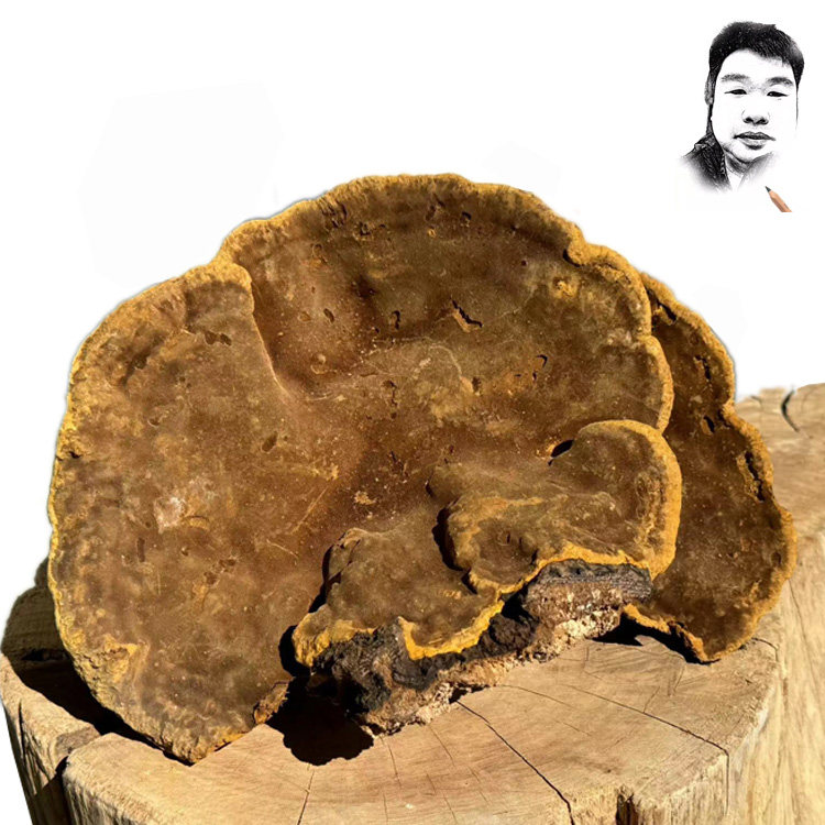 70年以上正宗西藏野生桑树桑黄灵芝黄芝森林黄金8号重487克包邮