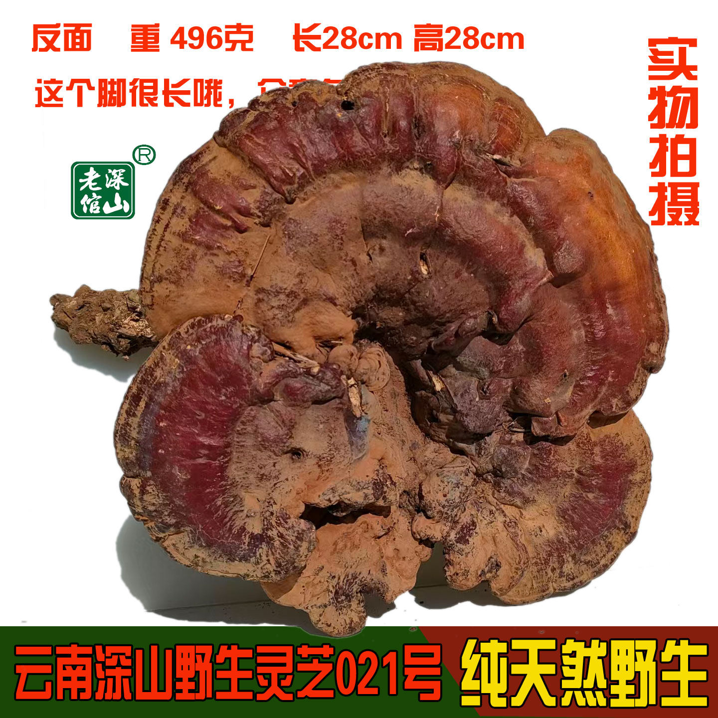 28年老店正宗天然纯野生灵芝特大个多个灵芝任选新货赤芝红芝丹芝