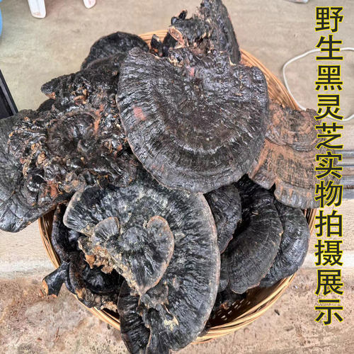 深山老倌双皇冠高原野生黑灵芝
