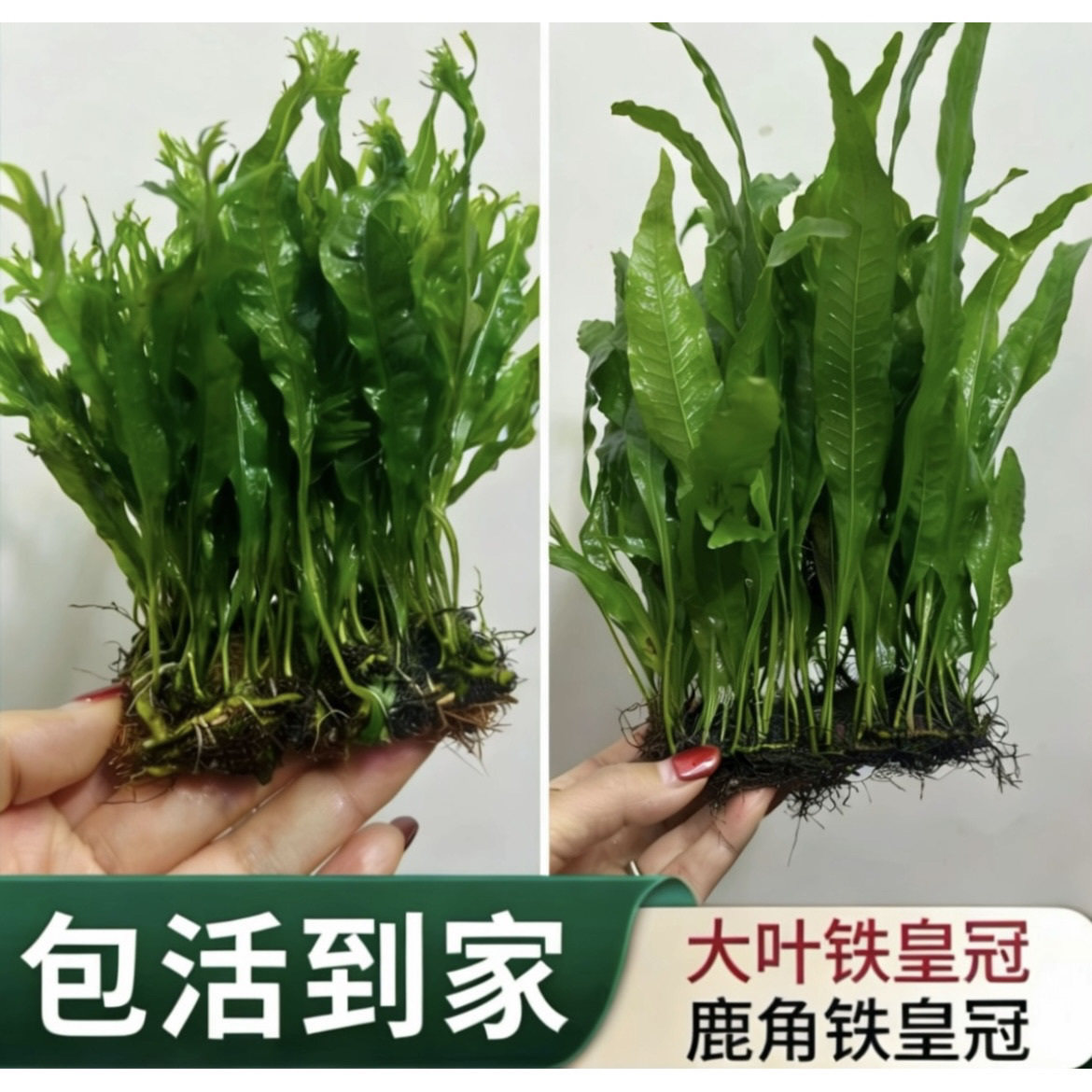 大叶铁皇冠水草鹿角铁细叶铁皇冠阴性草懒人易养鱼缸造景植物包活