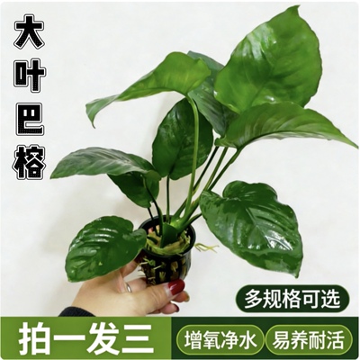 大叶巴榕水榕水草鱼缸造景懒人新手易养增氧净水阴性草