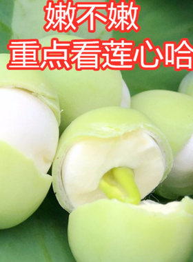 微山湖水果莲蓬子野生