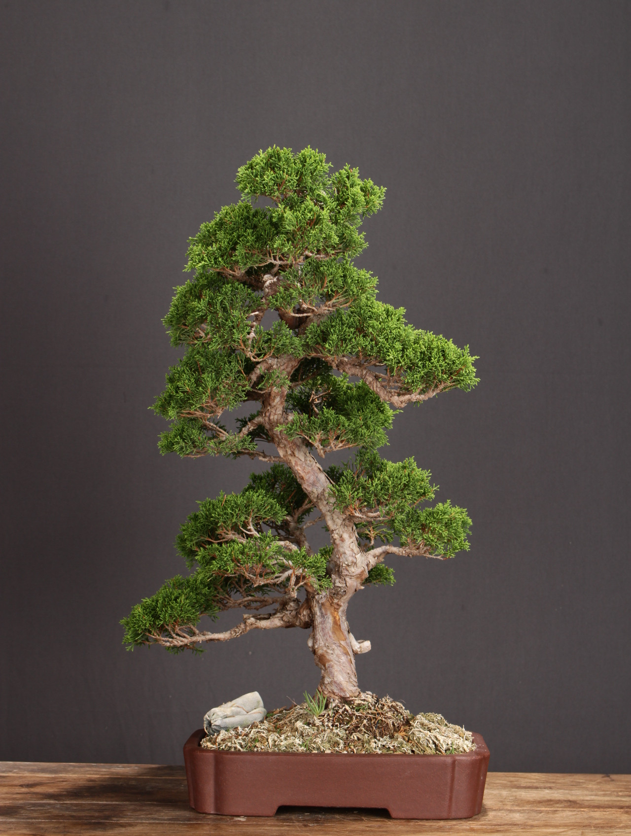 【一盆一景】【日本进口--壹】系鱼川真柏 高干大树型盆景