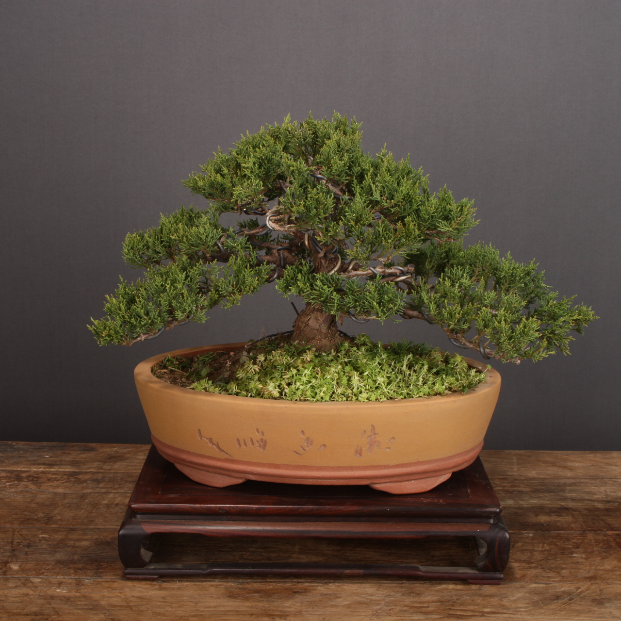 【一盆一景】【模样木--叁陆】系鱼川真柏
