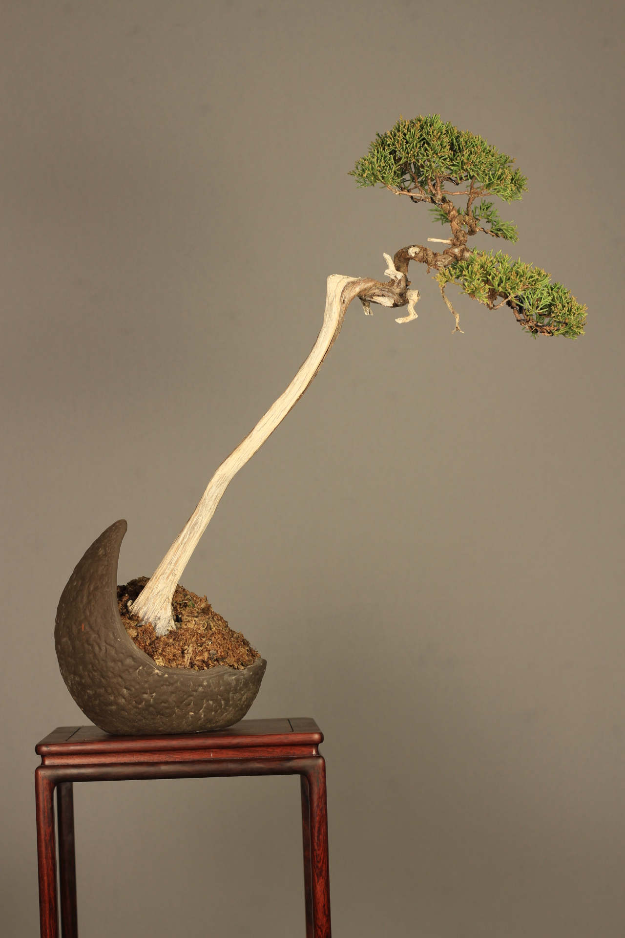 【日本进口盆景】文人济州真柏 高 瘦 孤 傲 舍利扁化