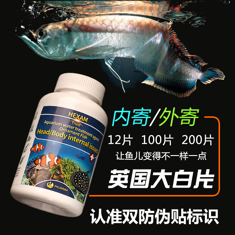 大白片观赏鱼内外寄头洞凸眼