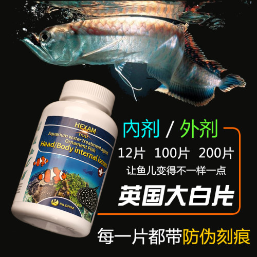 大白片观赏鱼内外寄头洞凸眼