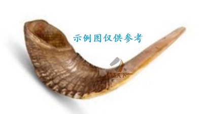 上海以色列天然真公羊角号角rams horn shofar 小号羊角号