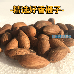 香榧香榧子松鼠粮食魔王食物金花零食口粮红腹吃的饲料用品松果坚