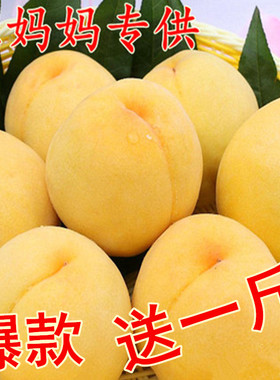 黄桃水果新鲜脆甜桃子软桃毛桃现摘现发黄金蜜桃当季大桃5斤包邮