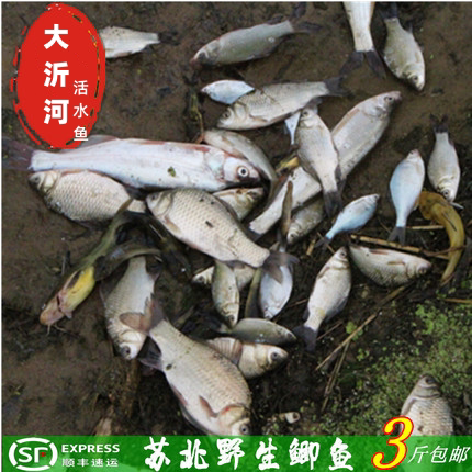 苏北大沂河活鱼黄金鲫鱼生鲜活水淡水鱼类