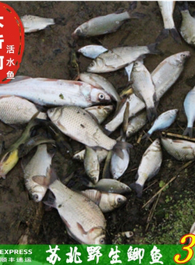 苏北大沂河活鱼黄金鲫鱼生鲜活水产孕妇炖汤营养产妇儿童老人食用
