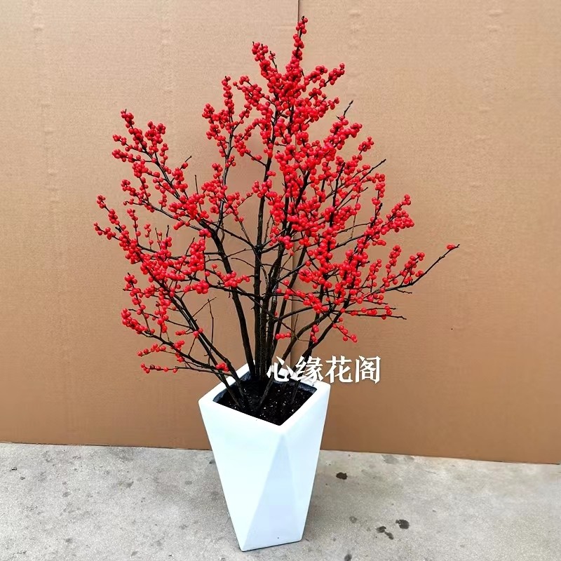 盆栽庭院北美冬青红豆