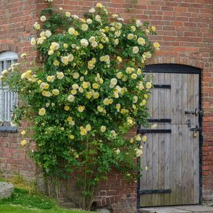 月季天路朝圣者爬藤花苗大苗攀援藤本植物庭院别墅花园多季开花