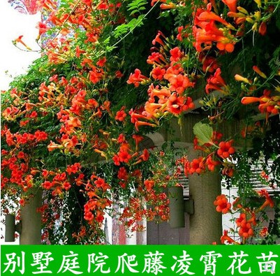 庭院爬藤植物花卉 盆栽地栽凌霄大花苗 楼顶攀援花卉美国大花凌霄