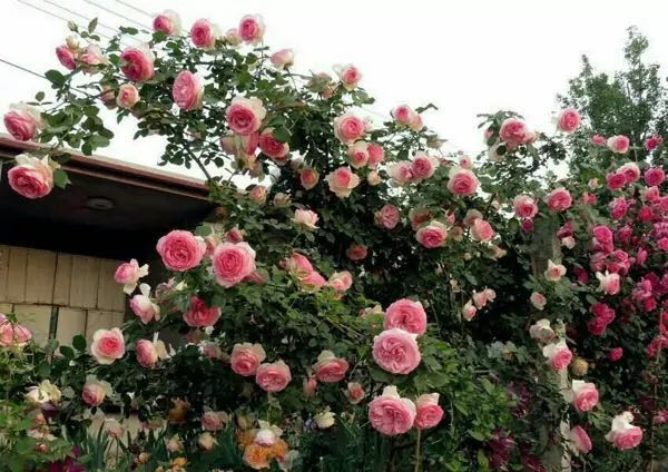 藤本月季花苗大苗大花开花高档别墅庭院爬藤植物粉色龙沙宝石