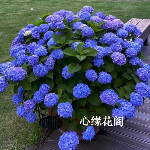 绣球花大苗质量怎么样 绣球花大苗口碑怎么样 小麦优选