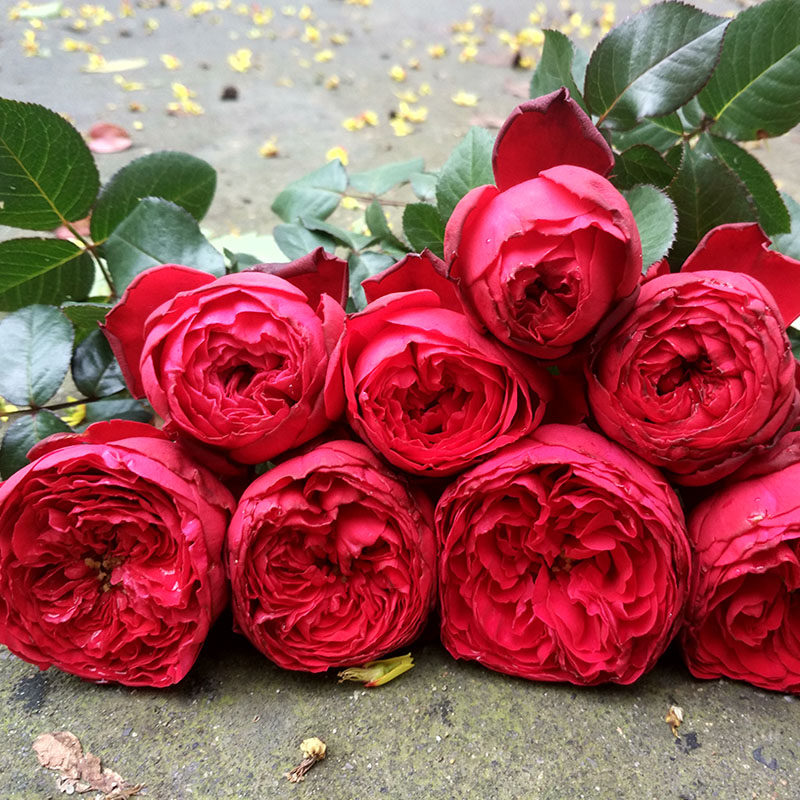 茶花女红色月季大苗切花 包子灌木盆栽强香 高