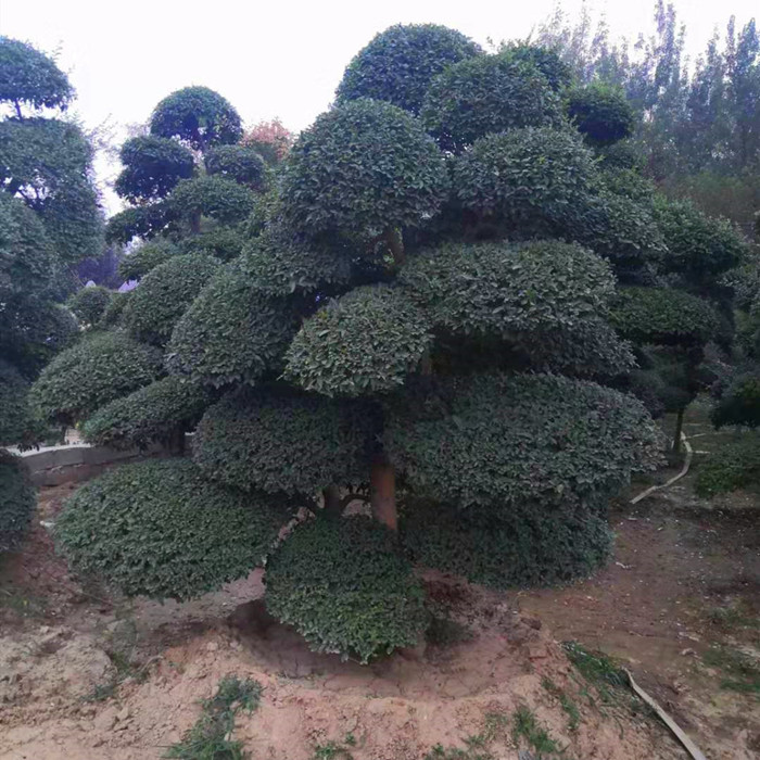 小叶女贞造型树盆景树桩球形树苗庭院别墅花园工程绿化植物抗寒
