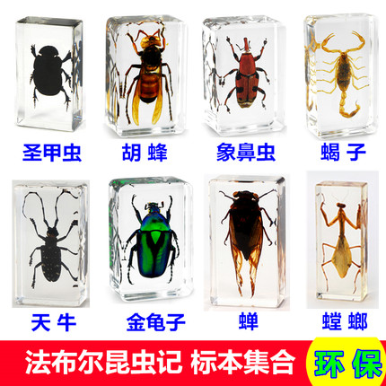 儿童真实生物昆虫标本琥珀萤火虫蝎子蜘蛛金龟子螳螂蜻蜓蝉蟋蟀