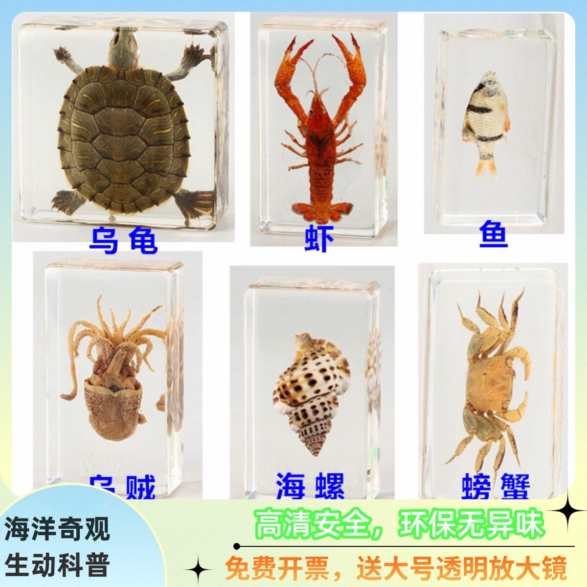 幼儿园教学真实海洋动物树脂标本螃蟹虾热带鱼乌贼乌龟海星寄居蟹