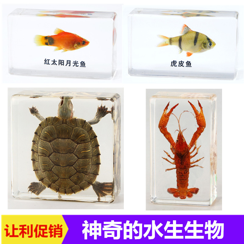 海洋生物热带鱼树脂标本乌龟海虾乌贼章鱼海螺琥珀水晶蜜蜡玩具