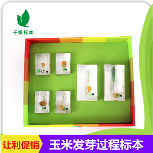 千帆幼儿园儿童教学玩具植物玉米成长过程活体树脂包埋标本透明