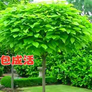 2026年梓树梓桐桑梓地乡土苗木美化庭院绿化网红千年木南北方耐寒