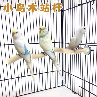 磨爪棒鹦鹉休息休息站杆粤迪