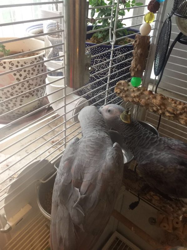 粤迪中大型鹩八哥鸟用品外挂鹦鹉