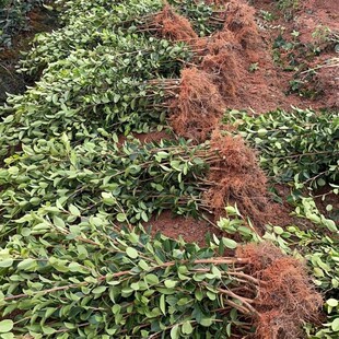 江西长林高产嫁接油茶苗杂交良种油茶树苗白花红皮中大果薄皮茶子