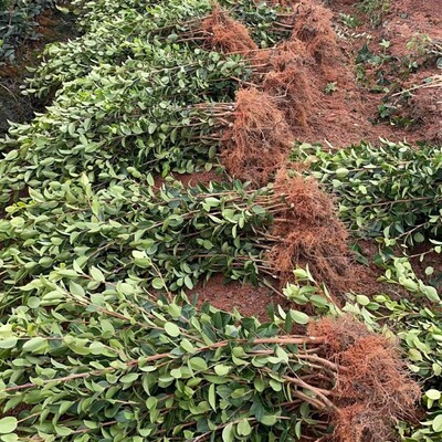 红皮大果油茶树苗长林油茶苗薄皮