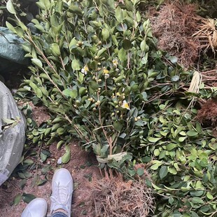 长林高产嫁接油茶苗山茶油苗茶籽油苗茶油树苗油茶树苗杂交红皮