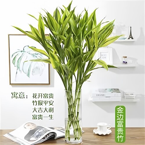 80 - 90厘米金边竹大叶水培植物好寓意财源滚滚室内净化空气吸醛T