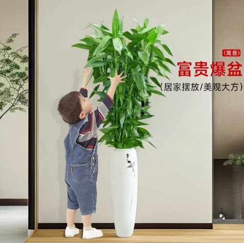 1米~1.1米富贵竹（精选竹王）水培植物室内净化空气吸醛绿植