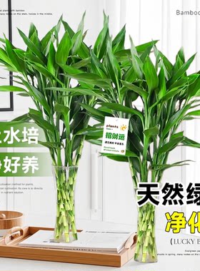 80-90厘米富贵竹水培四季常青