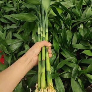 四季 好养带根富贵竹招财进宝水培绿植 已生根