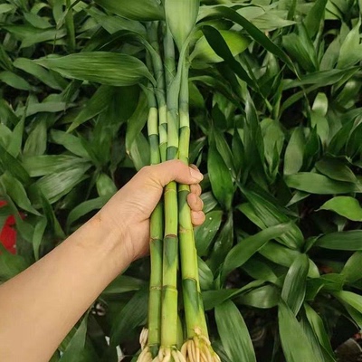 已生根富贵竹水培招财进宝易养
