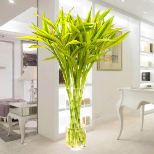 金边竹大叶水培植物净化空气吸醛