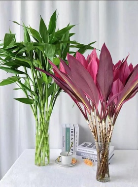 红紫竹鸿运竹富贵竹水培植物客厅招财竹子室内好养活花卉