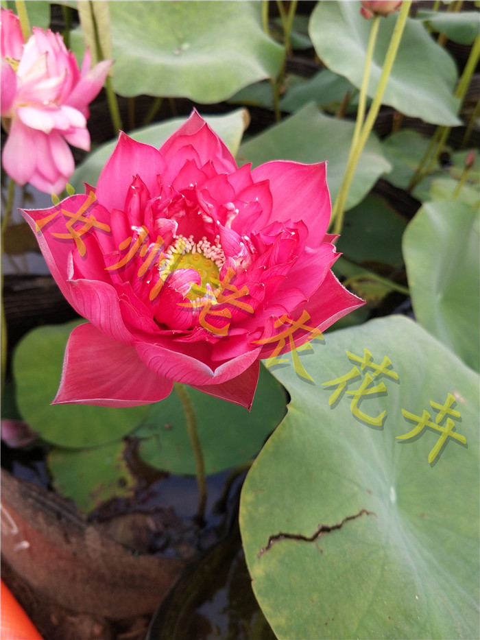 统帅中型汝州老农花卉真碗莲荷花迷你庭院阳台水生种藕鞭成品小苗