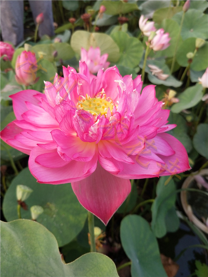 丹霞中型汝州老农花卉真碗莲型荷花水生迷你庭院阳台种藕鞭成品苗