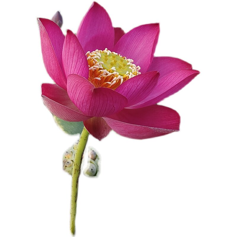 小型和微小型汝州老农花卉碗莲阳台花卉水养盆栽荷花盆栽带花苞